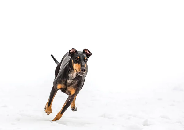 Очаровательная Молодая Доберманская Собака Играющая Снегу — стоковое фото