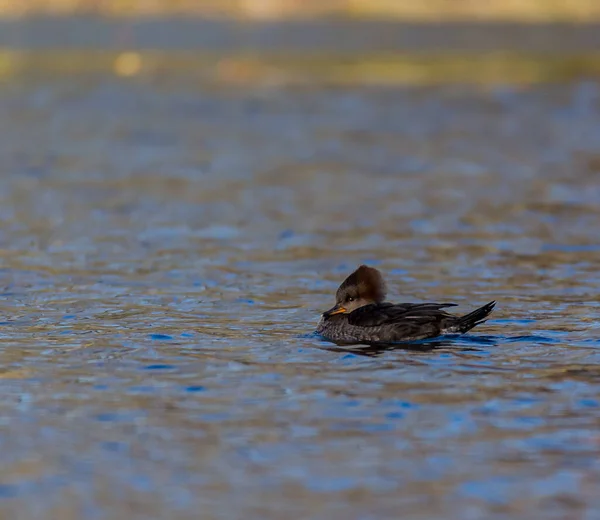 Plan Panoramique Beau Canard Dans Habitat Naturel — Photo