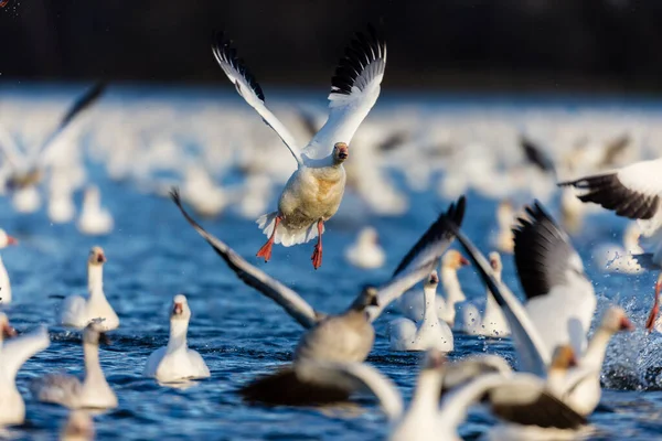 Stor Flock Vita Gäss Naturlig Livsmiljö — Stockfoto