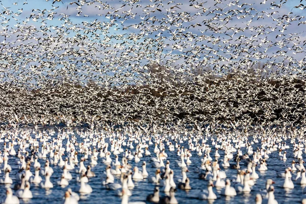 Grote Kudde Witte Ganzen Natuurlijke Habitat — Stockfoto