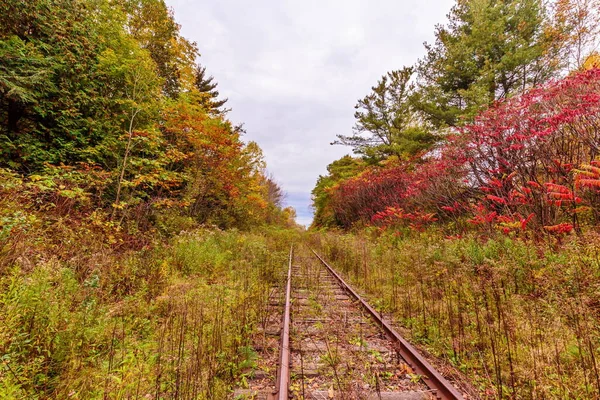 Paysage Pittoresque Belle Forêt Automnale — Photo