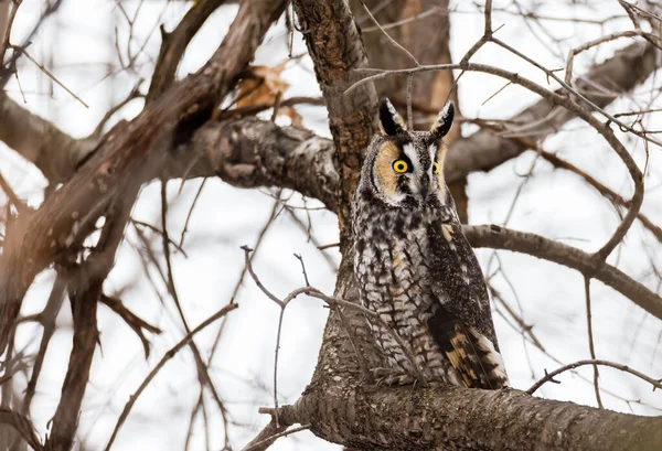 Close Shot Beautiful Owl Natural Habitat — Stock Photo, Image