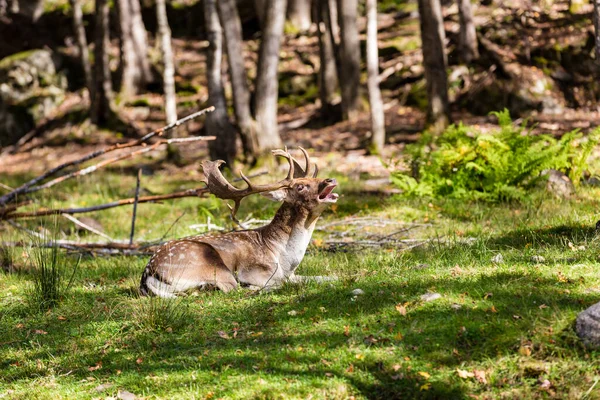 Beautiful Red Deer Woods Spring Day — Stock Photo, Image
