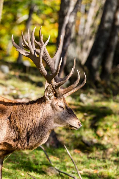 Schöne Rothirsche Wald Frühlingstag — Stockfoto