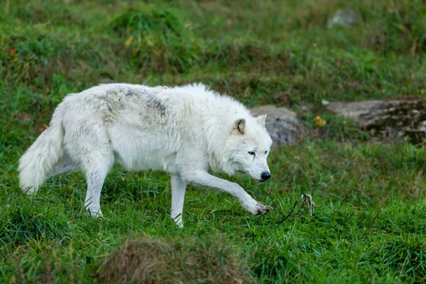 Close Tiro Belo Lobo Branco Natureza — Fotografia de Stock