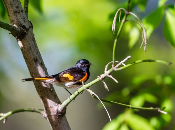 Primo Piano Bellissimo Uccello Selvatico Appollaiato Ramo — Foto Stock