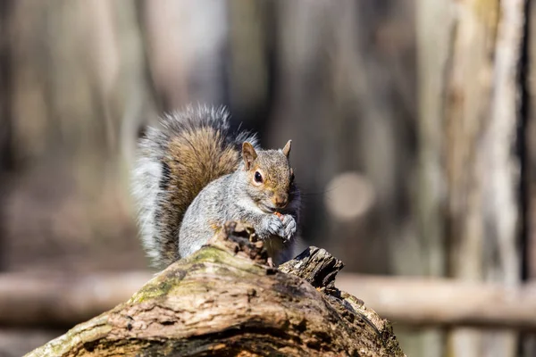 Close Shot Adorable Little Squirrel Natural Habitat — Stock Photo, Image