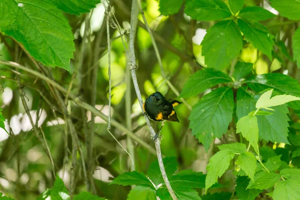 Zblízka Krásné Divoké Pták Sedí Větvi — Stock fotografie