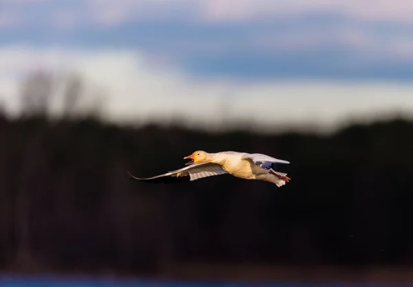 Tiro Cênico Belo Ganso Selvagem Voando Natureza — Fotografia de Stock