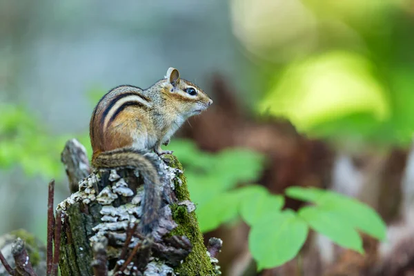 Close Tiro Pequenos Tamias Bonitos Floresta — Fotografia de Stock