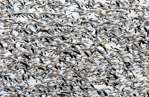 Gran Bandada Gansos Blancos Hábitat Natural —  Fotos de Stock