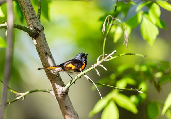 Primer Plano Hermoso Pájaro Salvaje Posado Rama — Foto de Stock