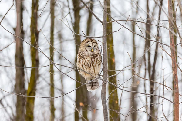 Närbild Vacker Uggla Naturlig Miljö — Stockfoto