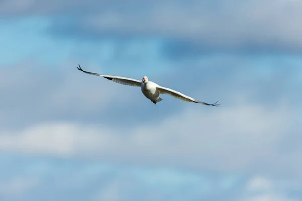 Мальовничий Знімок Красивої Дикої Гуски Літає Природі — стокове фото