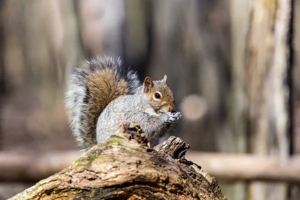 Primo Piano Adorabile Scoiattolo Habitat Naturale — Foto Stock