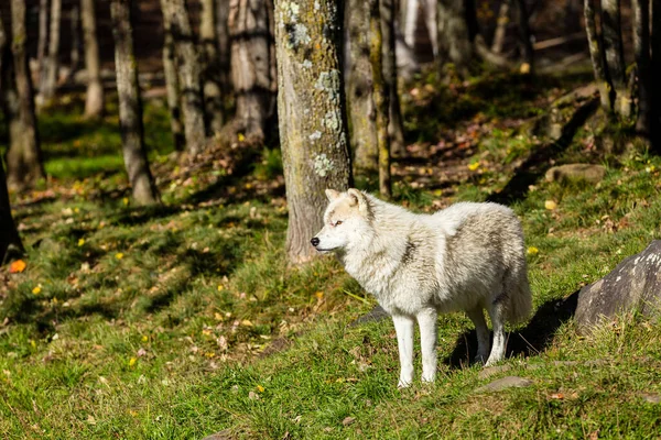 scenic shot of wild white wolf in forest