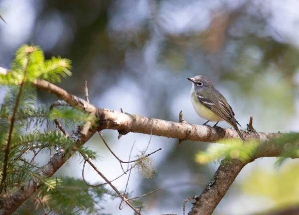 枝の上に広がる美しい野鳥のクローズアップ — ストック写真