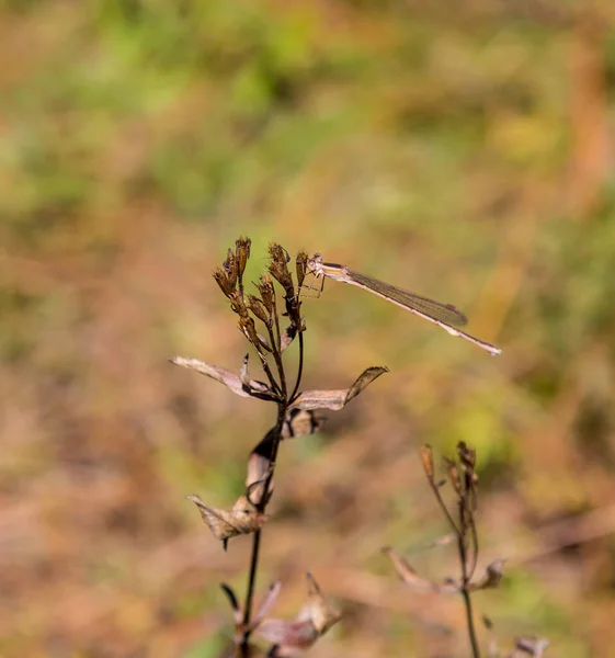 Gros Plan Belle Libellule Sur Les Fleurs Des Champs Sur — Photo