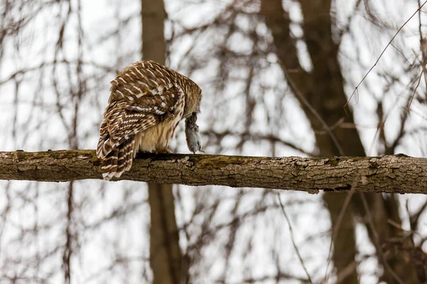 Gros Plan Belle Chouette Dans Habitat Naturel — Photo