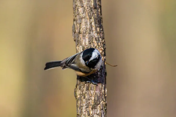 Primer Plano Hermoso Pájaro Salvaje Posado Rama — Foto de Stock