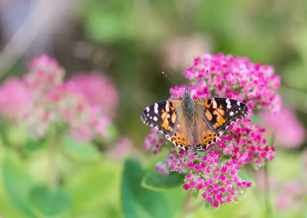 花の上で美しい蝶のクローズアップショット — ストック写真