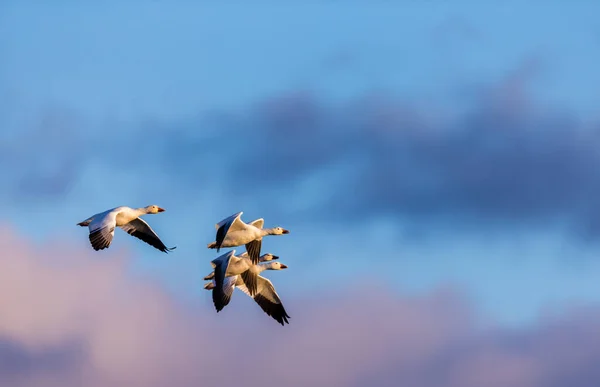 Grand Troupeau Oies Blanches Dans Habitat Naturel — Photo