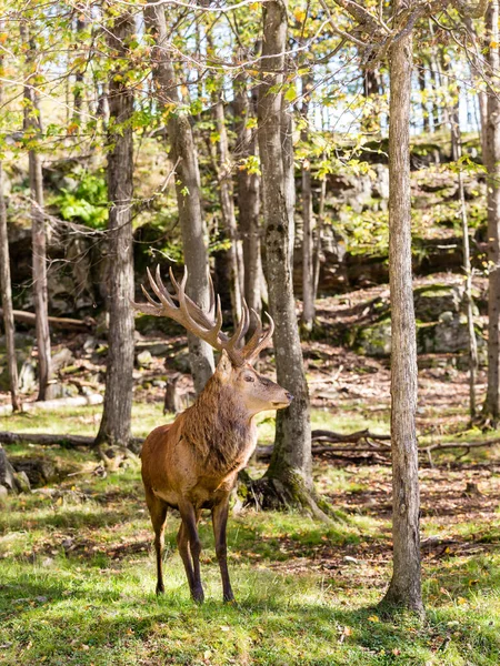 Schöne Rothirsche Wald Frühlingstag — Stockfoto