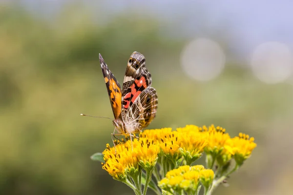 花の上で美しい蝶のクローズアップショット — ストック写真