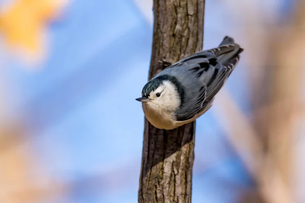 Nahaufnahme Eines Schönen Wildvogels Der Auf Einem Ast Hockt — Stockfoto