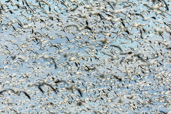 Gran Bandada Gansos Blancos Hábitat Natural — Foto de Stock