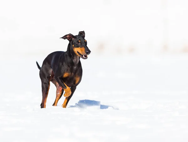 可愛いです若いですDoberman犬遊びで雪 — ストック写真