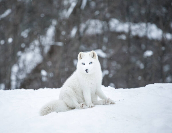 Scenic shot of beautiful arctic fox on nature