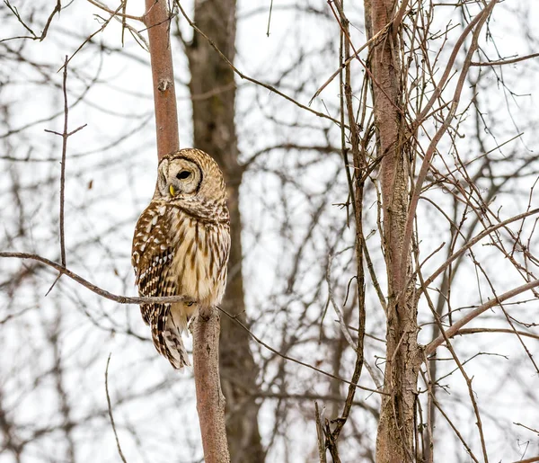 Närbild Vacker Uggla Naturlig Miljö — Stockfoto