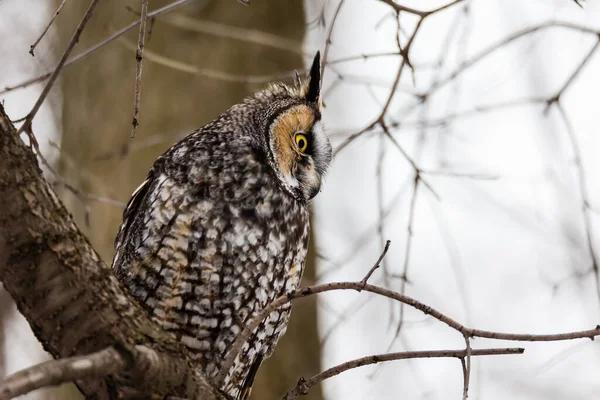 Gros Plan Belle Chouette Dans Habitat Naturel — Photo