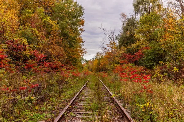 Güzel Sonbahar Ormanlarının Manzarası — Stok fotoğraf