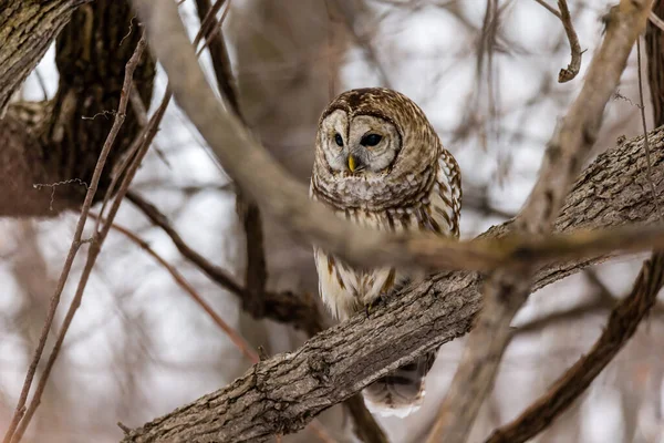 Gros Plan Chouette Dans Forêt Hiver — Photo