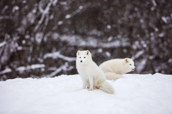 Primo Piano Bellissime Volpi Artiche Sulla Natura — Foto Stock