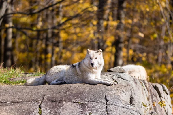 Zblízka Záběr Krásné Bílé Vlk Přírodě — Stock fotografie