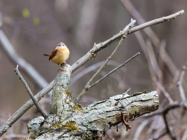 枝の上に広がる美しい野鳥のクローズアップ — ストック写真