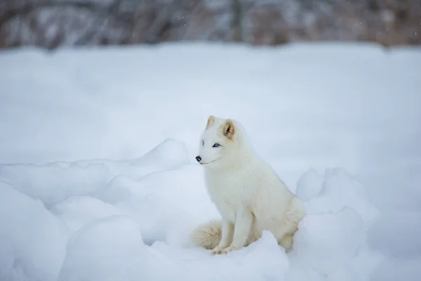 Nahaufnahme Des Schönen Polarfuchses Auf Die Natur — Stockfoto