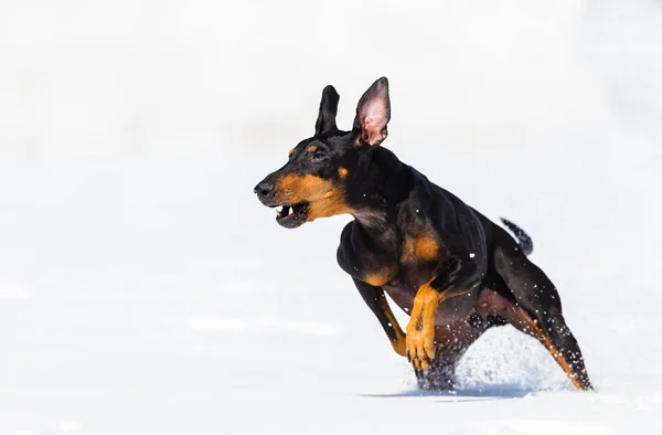 可愛いです若いですDoberman犬遊びで雪 — ストック写真