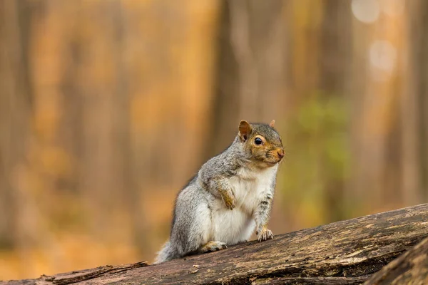 Close Shot Adorable Squirrel Forest — Stock Photo, Image