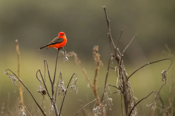 Close Shot Cardinal Bird Branch — Φωτογραφία Αρχείου