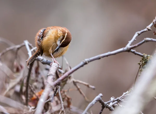 Nahaufnahme Eines Schönen Wildvogels Der Auf Einem Ast Hockt — Stockfoto