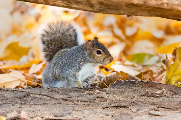 Close Shot Adorable Squirrel Forest — Stock Photo, Image