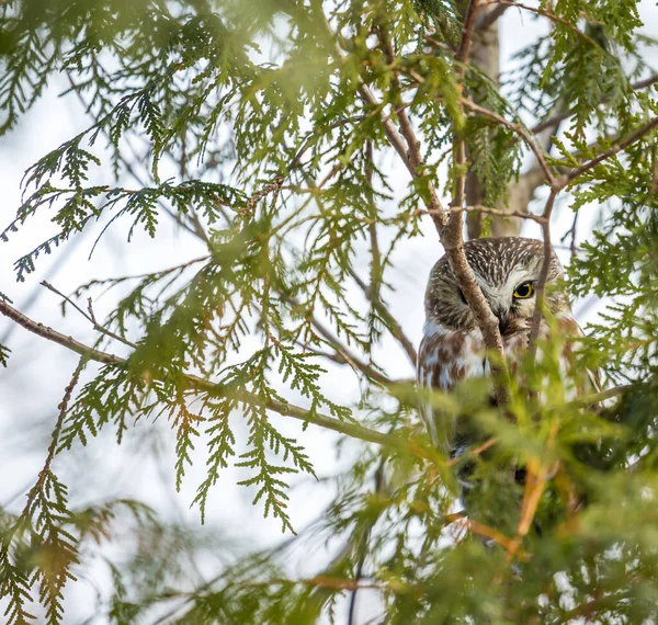 在自然栖息地拍摄美丽的猫头鹰特写 — 图库照片