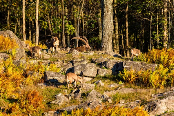 Szenische Aufnahme Einer Gruppe Wilder Ziegen Bergwald Herbst — Stockfoto