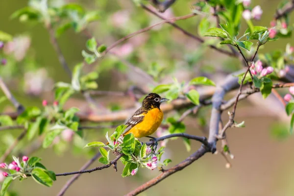 Nahaufnahme Eines Schönen Wildvogels Der Auf Einem Ast Hockt — Stockfoto