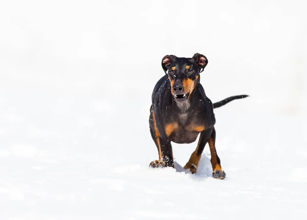 可愛いです若いですDoberman犬遊びで雪 — ストック写真