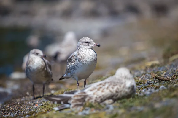 Close Shot Seagulls River Bank — Stock Photo, Image